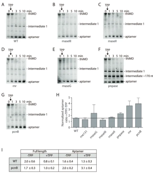 Figure S6. Northern blot analysis of thiMD mRNA in different mutant strains. 