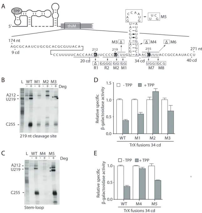 Figure 4. The RNA degradosome activity targets specific thiMD RNA sites.  