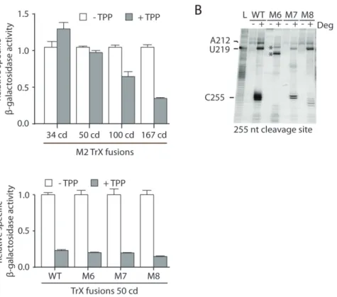 Figure  S7.  Characterization  of  the  M2  mutant  and  cleavage  site  at  position  255  for  thiM  mRNA regulation