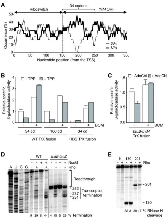 Figure 5. The thiM riboswitch controls Rho-dependent transcription termination. 