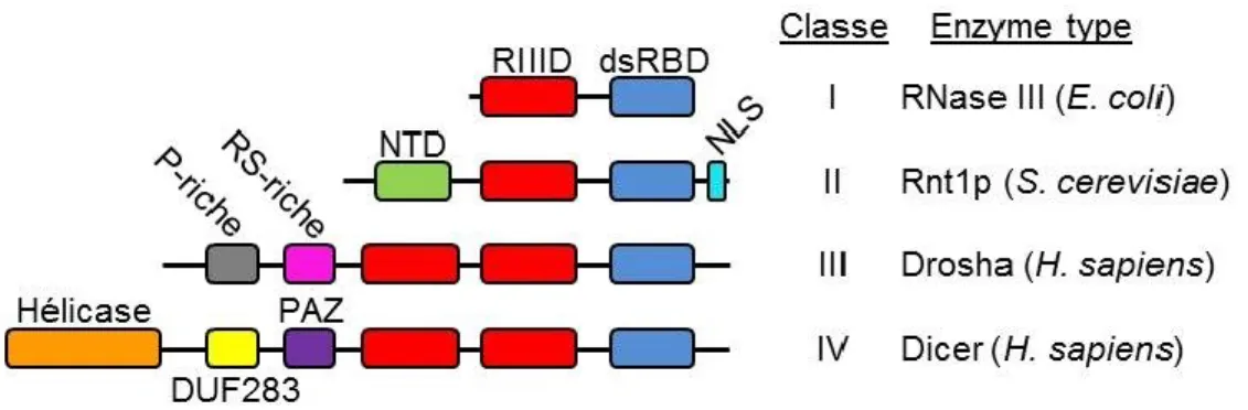 Figure  3 :  La  famille  des  RNase  III.  Schéma  illustrant  les  principaux  domaines  protéiques  retrouvés  chez  les  archétypes  des  différentes  classes de RNase III