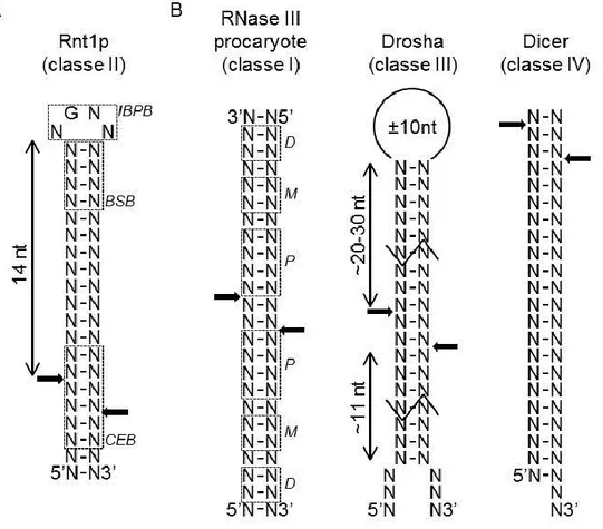 Figure  5 :  Les  RNAse  III  reconnaissent  différentes  structures  d’ARNdb  ayant  peu  de  conservation  de  séquence