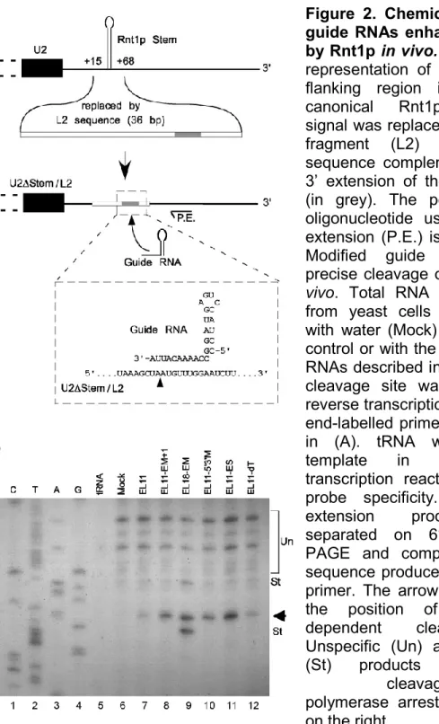 Figure  2.  Chemically  modified  guide RNAs enhance cleavage  by Rnt1p in vivo. (A) Schematic  representation  of  the  U2  3’-end  flanking  region  in  which  the  canonical  Rnt1p  processing  signal was replaced with a 36 bp  fragment  (L2)  containin