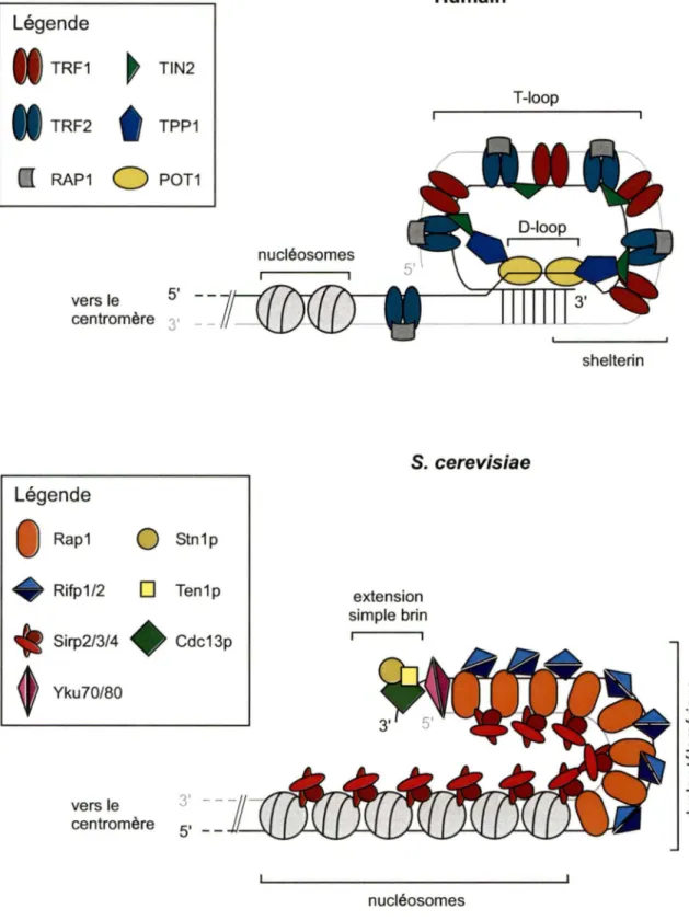 Figure 2.  Modèles  de configurations  adoptées  par les télomères  humains et de levures