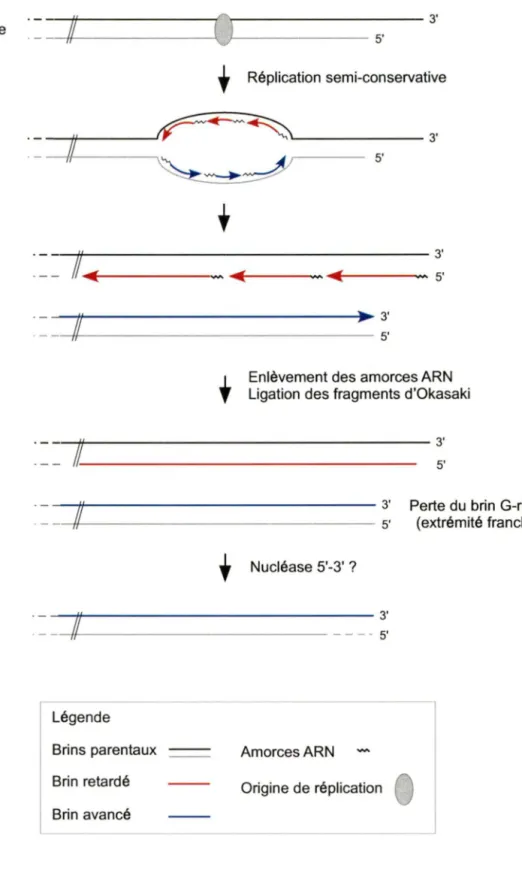 Figure  3.  Le  problème  réplicatif terminal.  Lorsque  la  réplication  de  l'ADN  débute  à  une  origine de réplication, deux fourches de réplication  se forment et se dirigent dans des directions  opposées