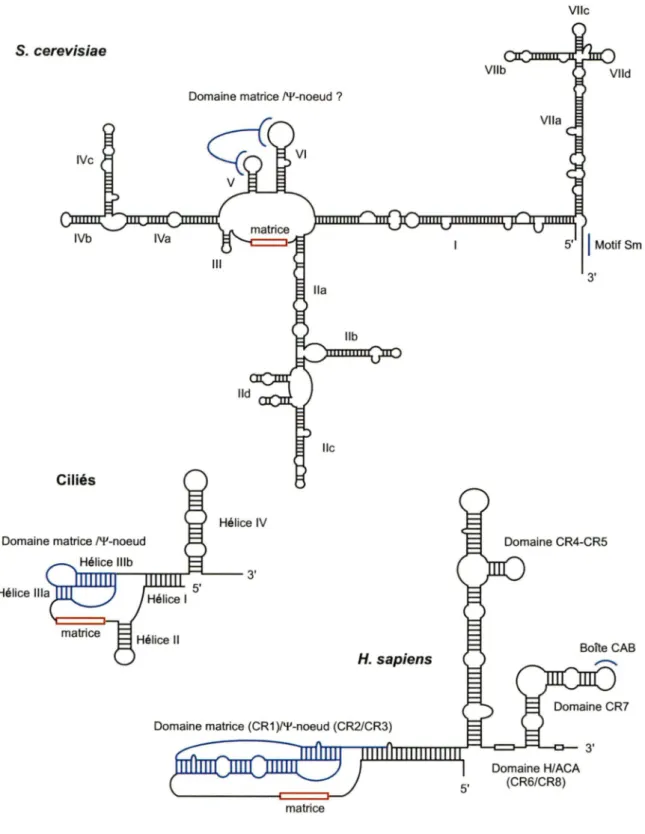 Figure  5.  Structure  secondaire  de  l'ARN  de  la  télomérase  chez différentes  espèces