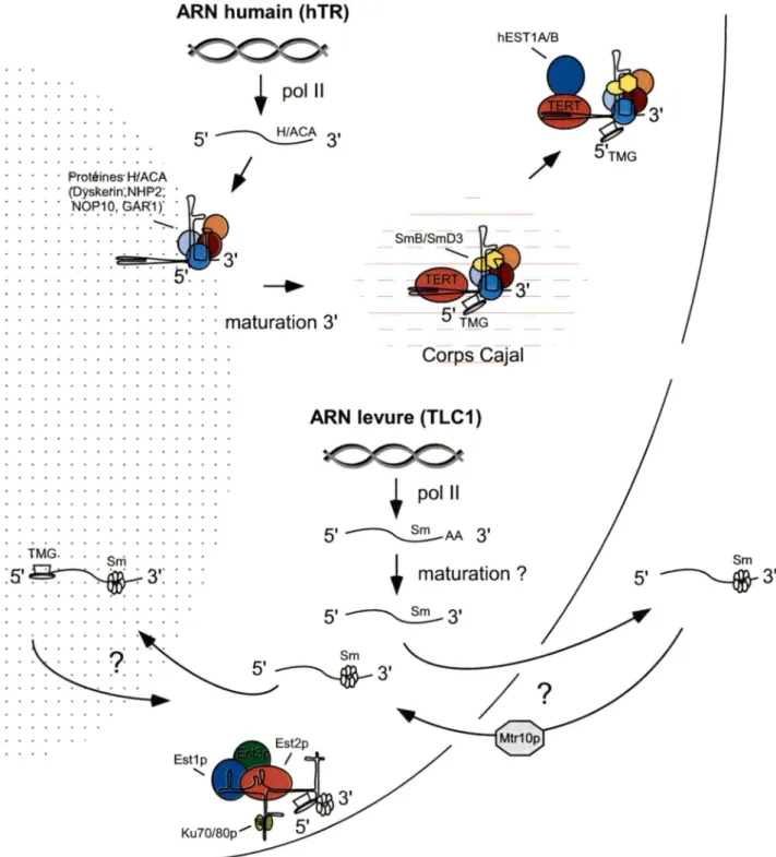 Figure  6.  Modèle  de  maturation  de  l'ARN  de  la  télomérase  chez  l'humain  et chez  la  levure