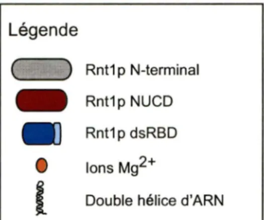 Figure  8.  Modèle  du  mécanisme  de  clivage  par  Rnt1 p.  Rnt1 p  fonctionne  sous  forme  d'homodimère  établit  à  travers  des  interactions  intra  et inter moléculaires entre  ses  domaines  N-terminal  et C-terminal