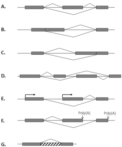Figure 4: Types d’événement d’épissage alternatif chez l’humain. A. Cassette exon. B. Site  d’épissage 5’ alternatif