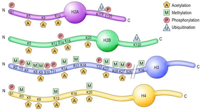 Figure  6:  Les  marques  sur  les  queues  des  histones.  Représentation  schématique  des  quatre  histones  (H2A,  H2B,  H3  et  H4)  avec  leur  queue  N-terminale  et  C-terminale