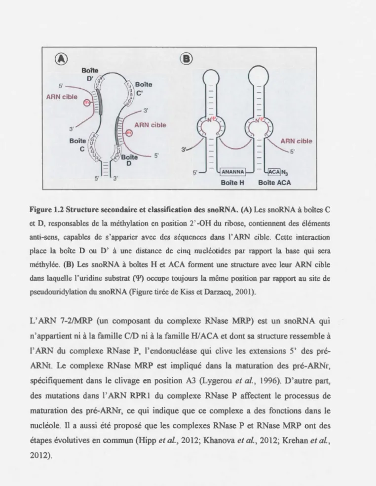 Figure 1.2 Structure secondaire et classification des snoRNA.  (A) Les snoRNA à  boîtes C  et D, responsables  de  la  méthylation  en  position  2'  -OH du  ribose,  contiennent  des  éléments  anti-sens,  capables  de  s' apparier  avec  des  séquences  