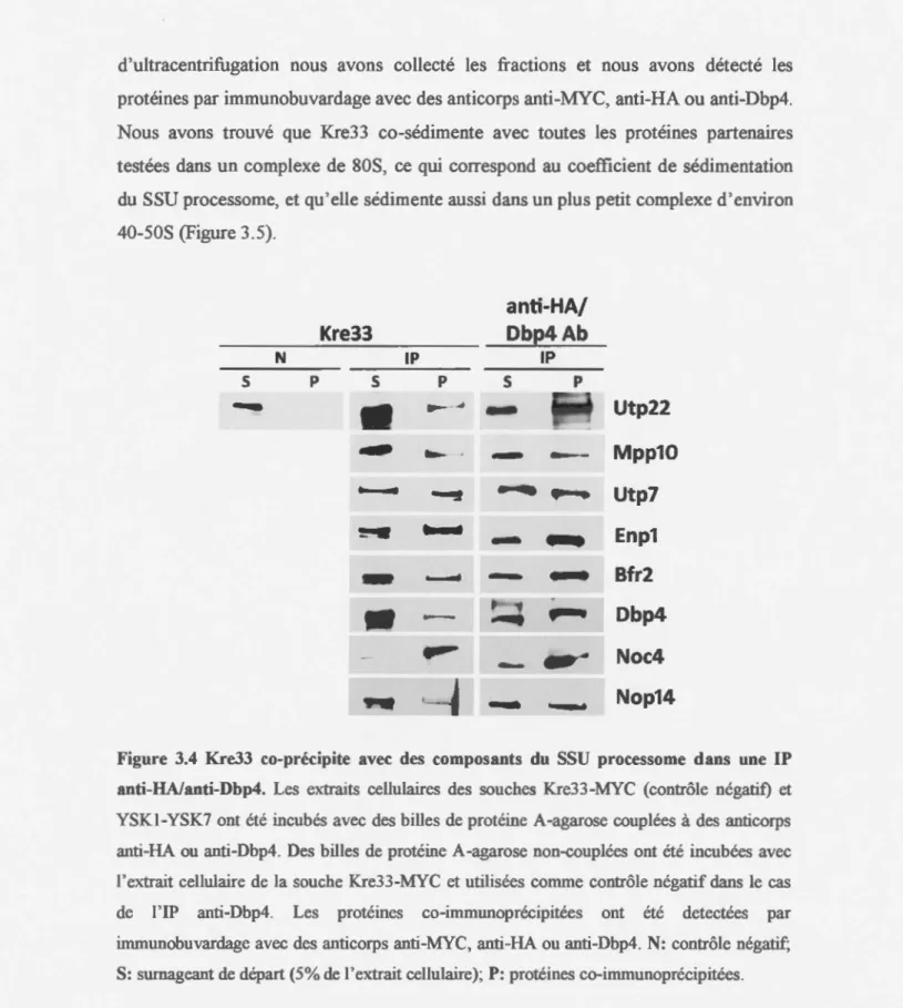 Figure  3.4  Kre33  co-précipite  avec  des  composants  du  SSU  processome  dans  une  IP  anti-HA/anti-Dbp4