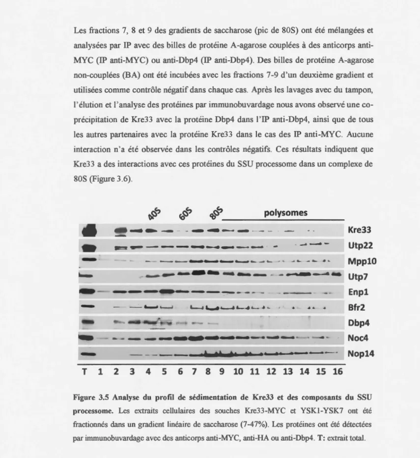 Figure  3.5  Analyse  du  profil  de  sédimentation  de  Kre33  et  des  composants  du  SSU  processome