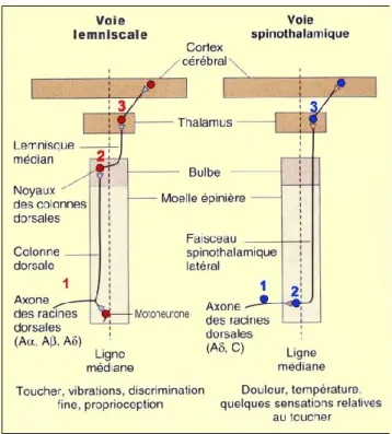 Figure  1 :  Représentation  schématique  des  neurones  impliqués  dans  la  transmission  seunsitive (image libre de droit : tiré du site internet http://lecerveau.mcgill.ca)