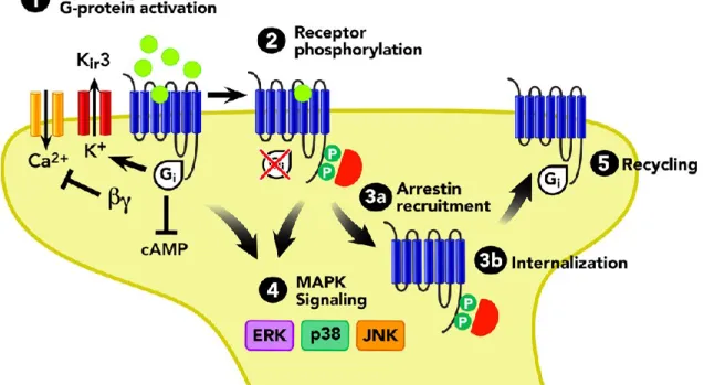Figure  2 :  Schéma  de  la  signalisation  des  récepteurs  opioïdes  (reproduit  avec  permission :  tiré  de  Al-hasani  &amp;  Bruchas,  2011)
