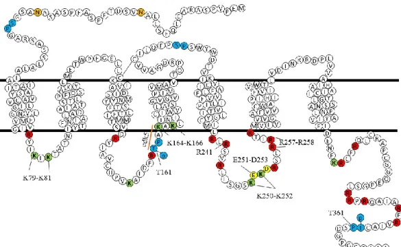 Figure  9 :  Séquence  d'acides  aminés  du  DOPr  et  les  sites  étudiés.  Schéma  représentant  les  domaines  transmembranaires  (entre  les  deux  lignes  noires),  intracellulaires  (en  bas)  et  extracellulaires  de  DOPr  (en  haut)  où  chacun  d