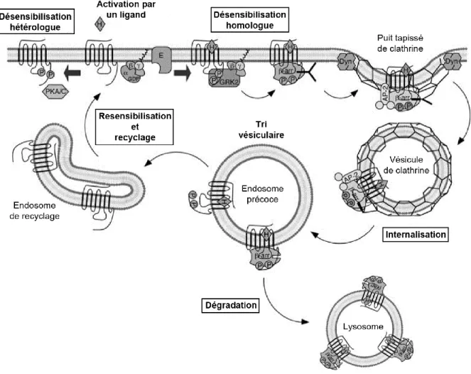 Figure 7  Mécanismes d’inactivation des RCPG : désensibilisation, internalisation,    dégradation et recyclage 