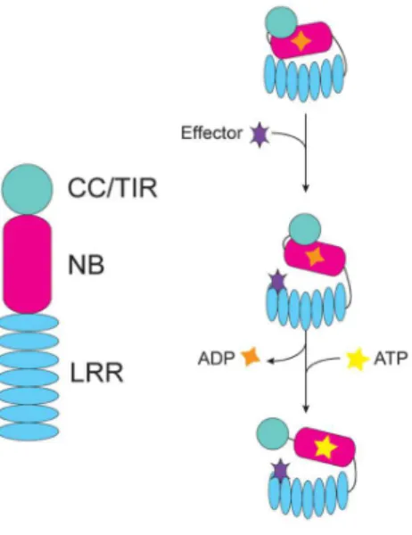 Figure 1. Schéma simplifié d'une protéine NB-LRR et du changement de conformation subit  après interaction directe avec un effecteur