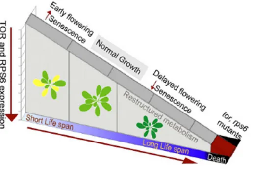 Figure 4. Modèle expliquant le lien potentiel entre TOR et la durée de vie chez Arabidopsis  thaliana (Ren et al., 2012)