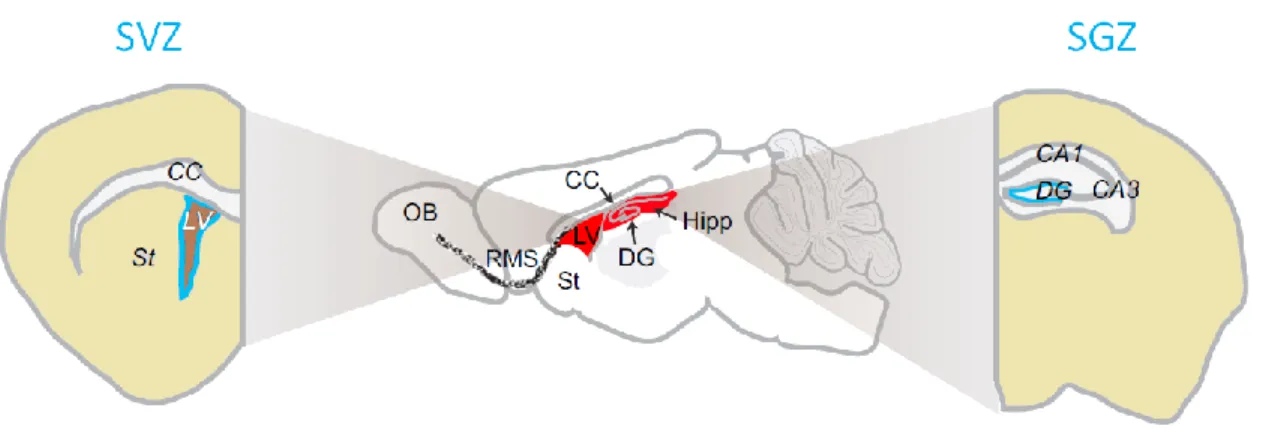Figure  1.  Schématisation  d’une  coupe  sagittale  d’un  cerveau  de  rat  et  localisation  des  niches neurogéniques (adaptée de Bond et al., 2015)