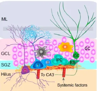 Figure 3. Schématisation de la SGZ (adaptée de Bond et al., 2015). ML, couche moléculaire;  GCL, couche de cellules granulées; GC, cellules granulées; iGC, cellules granulées immatures;  IPC, cellules progénitrices intermédiaires; Nb, neuroblaste; II, cell