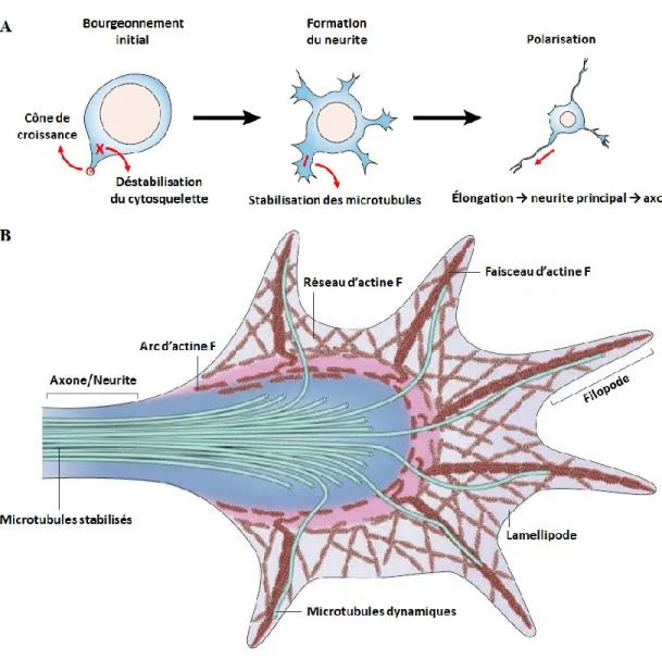 Figure  5.  La  neuritogenèse.  [A]  Étapes  de  la  neuritogenèse  (adaptée  de  Da  Silva  et  Dotti,  2002)