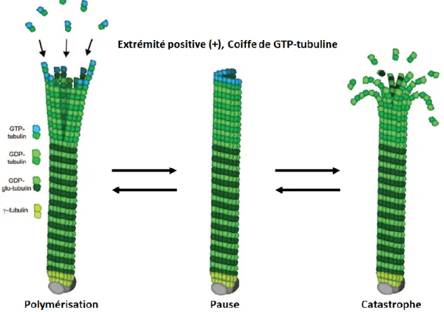 Figure 6. Polymérisation dynamique des microtubules (adaptée de Kevin C Flynn, 2013).  La  GDP-glu-tubulin  est  une  forme  détyrosinée  et  stabilisée  de  la  tubuline