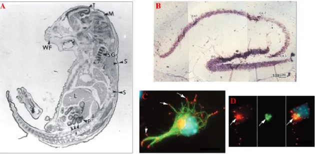 Figure  7.  Localisation  de  DLK.  [A]  L’expression  génique  de  DLK  (noir)  durant  l’embryogénèse murine est, entre autres, élevée dans le télencéphale (T), le précurseur du cortex  cérébral  et  de  plusieurs  structures  subcorticales  telles  que 