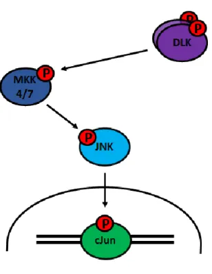 Figure 8. Axe de signalisation DLK – JNK. Les flèches représentent des événements de  phosphorylation