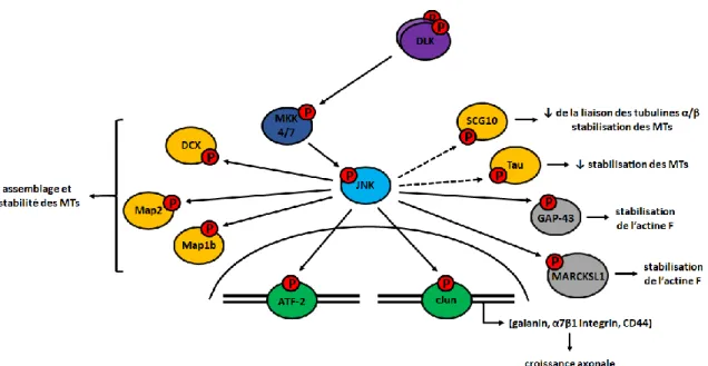 Figure 9. Régulation du cytosquelette lors de la neuritogenèse par l’axe de signalisation  DLK  –  JNK