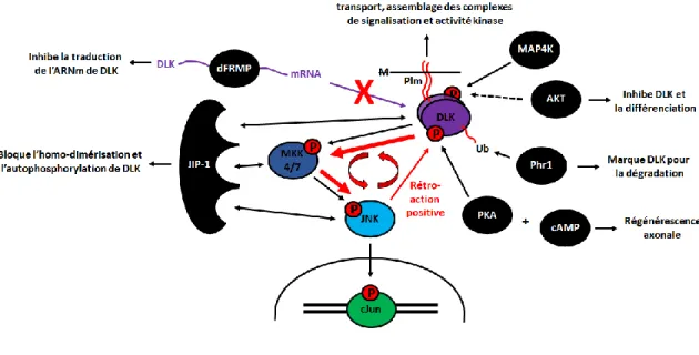 Figure  10.  Mécanismes  moléculaires  régulant  l’activité  de  DLK.  M,  membrane;  Plm,  palmitoylation; Ub, ubiquitine