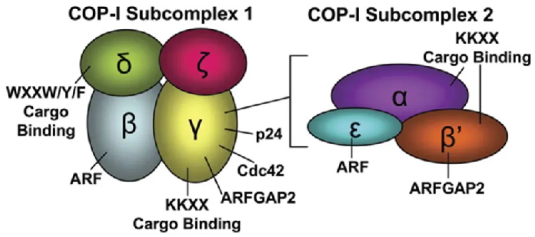 Figure 4 : Schéma de l’arrangement des sous-unités des sous-complexes 1 et 2 du complexe COPI