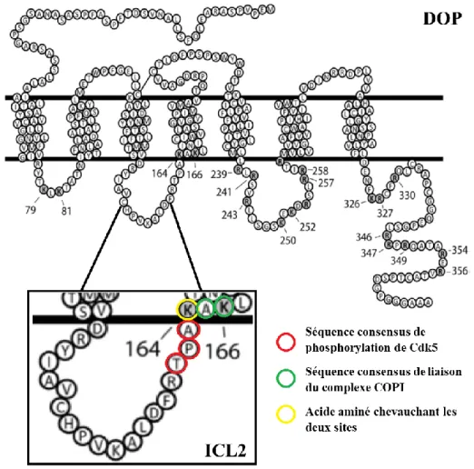 Figure 5 : Le site de phosphorylation de Cdk5 chevauche un des sites de liaison de COPI dans la deuxième boucle  intracellulaire  du  récepteur  DOP