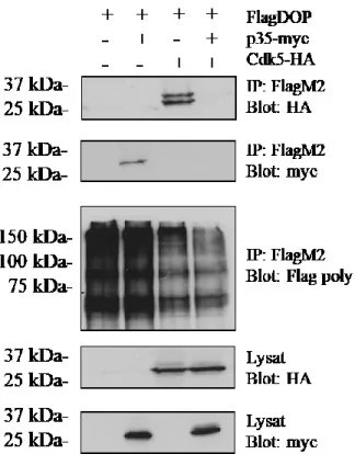 Figure 7 : Interactions de Cdk5-HA et p35-myc avec le FlagDOP par co-immunoprécipitation