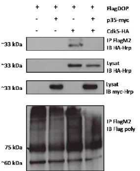 Figure 8 : Interactions entre Cdk5 et p35 avec FlagDOP par co-immunoprécipitation dans un modèle de cellules  neuronales NG108-15