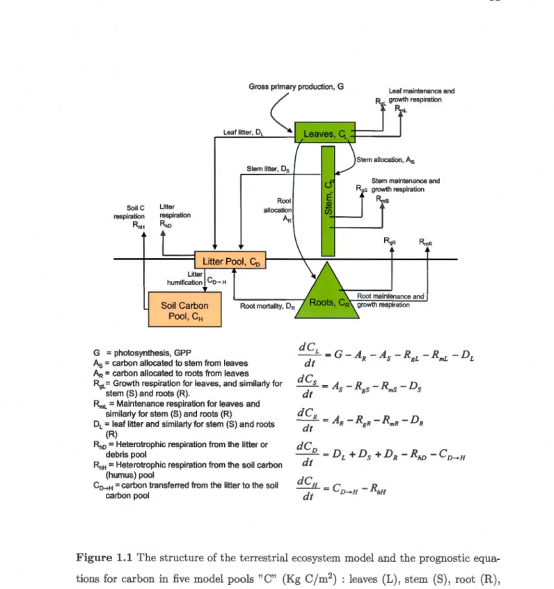 Figure  1.1  The structure of t he  terrestrial ecosystem  model  and t he  prognos tic  equa- equa-tions  for  carbon  in  five  model  pools  &#34;C&#34;  (Kg  C/m 2 )  :  leaves  (L) ,  stem  (S),  root  (R) ,  li tter  or debris  (D),  and  soil  organ
