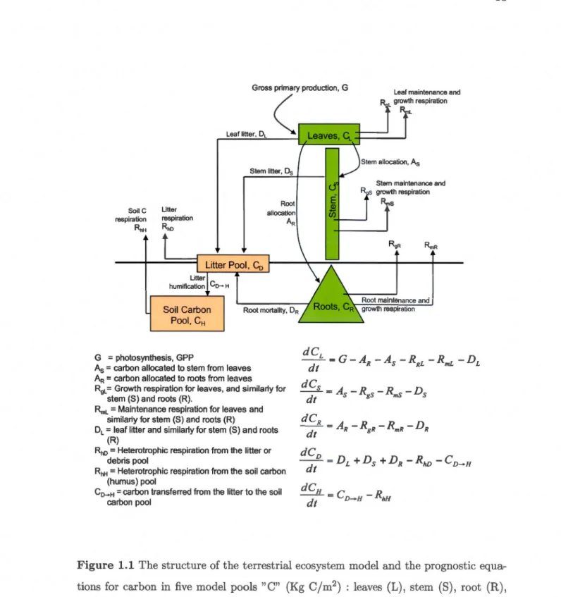 Figure  1.1  The structure of t he  terrestrial ecosystem  model  and t he  prognos tic  equa- equa-tions  for  carbon  in  five  model  pools  "C"  (Kg  C/m 2 )  :  leaves  (L) ,  stem  (S),  root  (R) ,  li tter  or debris  (D),  and  soil  organ