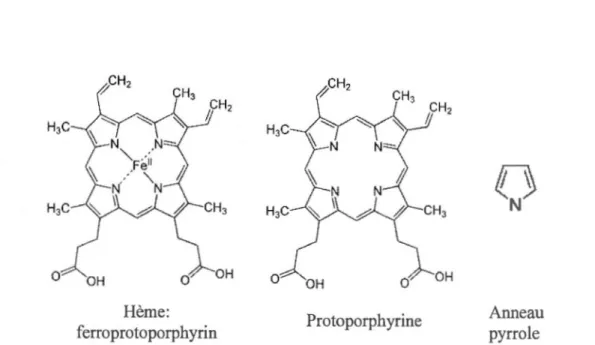 Figure  1.3  Représentation  de  la  structure  et  de  la  composition  d'une  molécule  d'hème