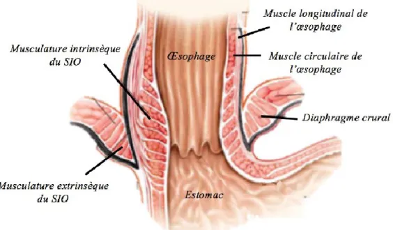 Figure 2. Anatomie de la barrière anti-reflux de l’œsophage inférieur 