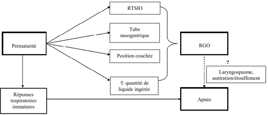 Figure 3 : Schéma représentant la complexité reliée à la controverse de la relation entre la  prématurité, les RGO et les apnées