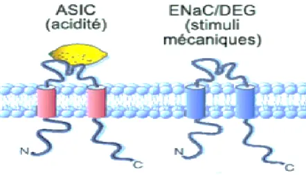 Figure 5. Représentation d’une des sous-unités formant le canal ASIC (trimère),  membre de la superfamille des DEG/ENaC