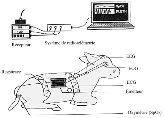 Figure 8.  Schéma d’un agneau nouveau-né instrumenté de façon chronique.  ECG : électrocardiogramme, EEG : électroencéphalogramme, EOG : électrooculo-gramme,  SpO 2  : saturation artérielle de l’hémoglobine en oxygène, Respitrace (bandes élastiques sur  la