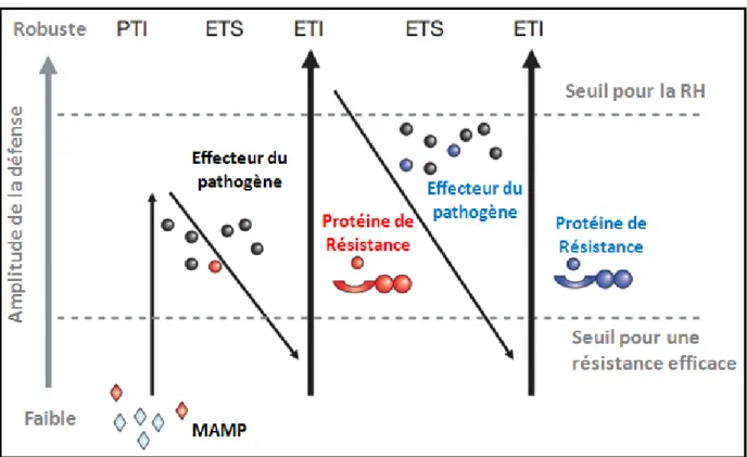 Figure 1: Modèle en zigzag qui représente la co-évolution de la relation de susceptibilité  et  de  résistance  entre  plante  et  pathogène