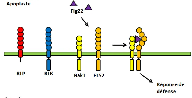 Figure  2:  Structure  des  RLP  et  des  RLK  ainsi  que  le  fonctionnement  de  la  reconnaissance  de  la  flagelline