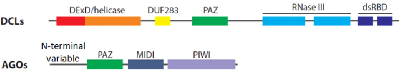 Figure 4: Illustration des différents domaines des protéines Dicer-like et Argonautes  Cette figure adaptée de Bologna et Voinnet présente les différents domaines des protéines  DCL et des protéines AGO (Bologna et Voinnet, 2014)