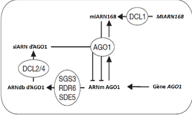 Figure 5: Régulation du transcrit d’AGO1 par le miR168. Cette figure représente  de  manière  schématique  les  interactions  entre  l’accumulation  du  transcrit  d’AGO1,  de  la 