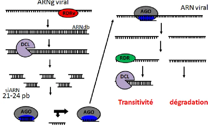 Figure  7:  Le  mécanisme  de  l’ARNi  antiviral.  À  la  suite  de  l’infection,  la  RDRv  (Viral  RNA  Dependent  RNA  Polymerase)  synthétise  le  brin  complémentaire