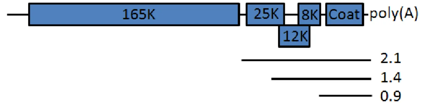 Figure 8: Organisation du génome de PVX. Outre le cadre de lecture de la réplicase,  on peut voir ici les trois ARNsg responsables de l’expression des protéines de mouvement et  de la protéine de la capside