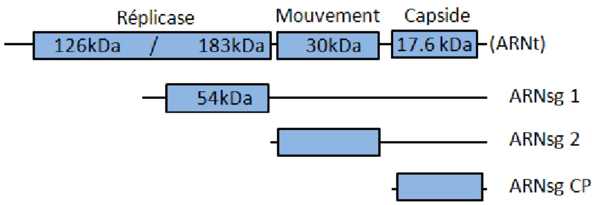 Figure 9: Organisation génomique du TMV. Le TMV, en plus de l’ARN génomique  (ARNg), possède trois ARNsg responsables de l’expression de ses protéines