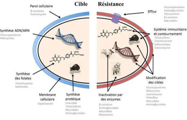 Figure 4. Cibles les plus communes des antibiotiques et stratégies de résistances. Adapté de (Wright, 2010)